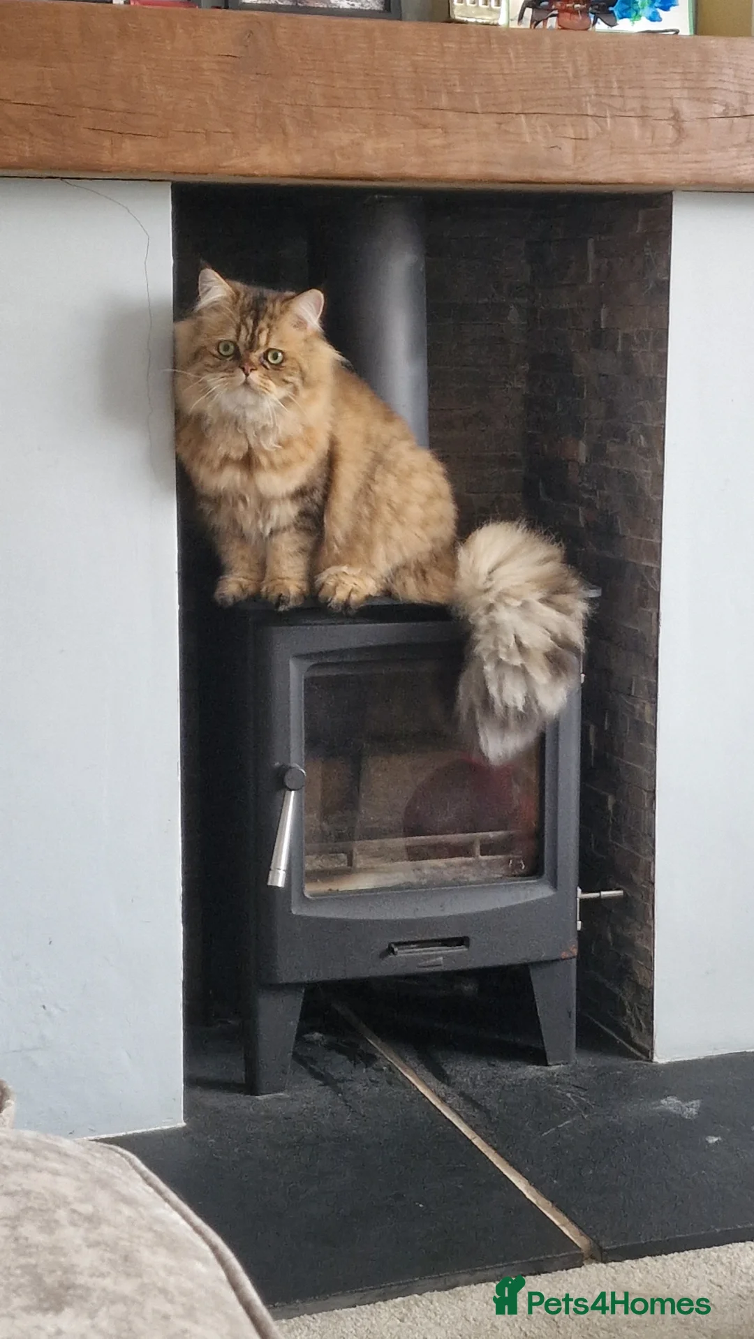 Persian cats for sale: Very friendly Persian Male  in Chesham - Advert 1