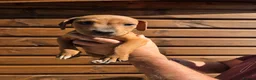 Mixed Breed dogs for sale: Jack Russell x lakeland  - Advert 3