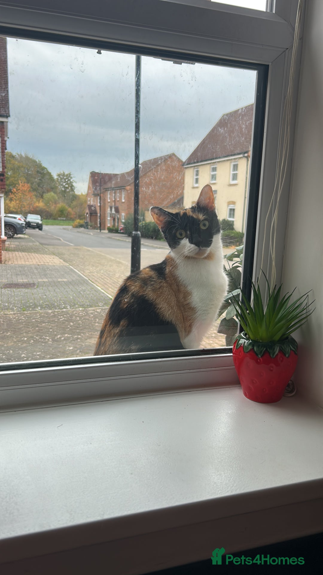 British Shorthair cats for sale: Tigga - Advert 3