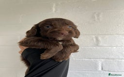 Cockapoo dogs for sale: Adorable Cockerpoo Puppies Ready - Image 10