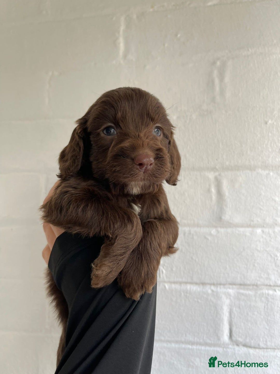 Cockapoo dogs for sale: Adorable Cockerpoo Puppies Ready - Image 10