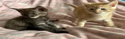 Maine Coon cats for sale: Maine Coon Cross Kittens - Advert 19