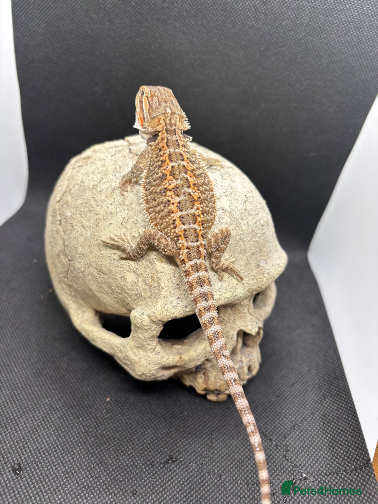 Bearded Dragon reptiles Spectacular baby dragons ready now  - Advert 1