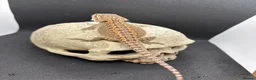 Bearded Dragon reptiles for sale: Spectacular baby dragons ready now  - Advert 1