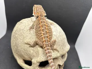 Bearded Dragon reptiles for sale: Spectacular baby dragons ready now - Advert 2