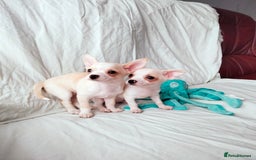 Chihuahua dogs for sale: Gorgeous Baby Chihuahua puppies  - Image 30