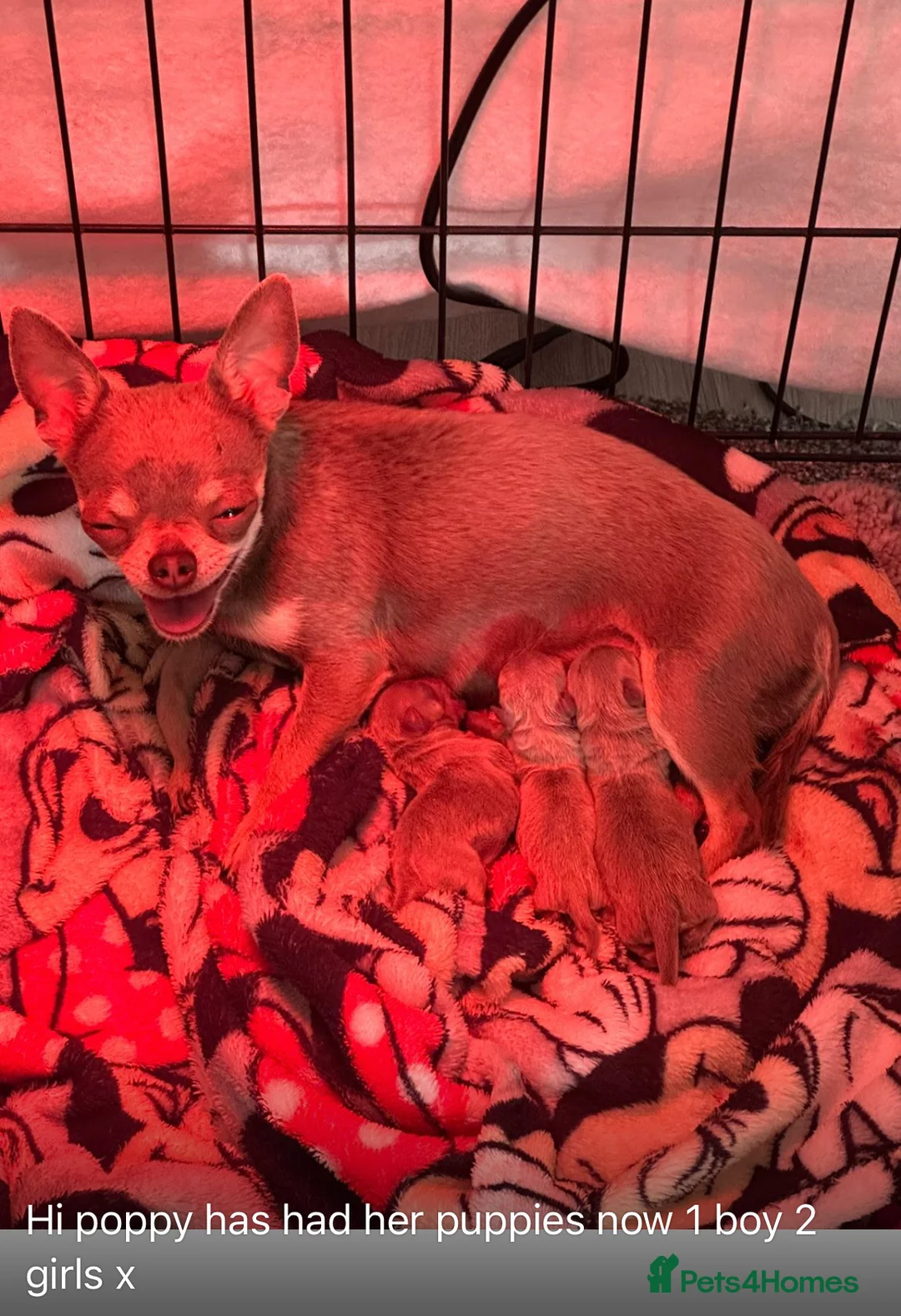 Chihuahua dogs for stud: Proven Stud  in Tamworth - Advert 8