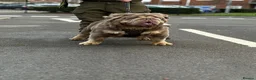 Olde English Bulldogge dogs for stud: old english Bulldoge fluffy  - Advert 3