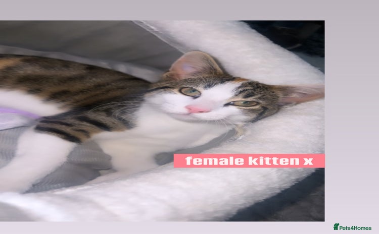 Mixed Breed cats - Advert 13