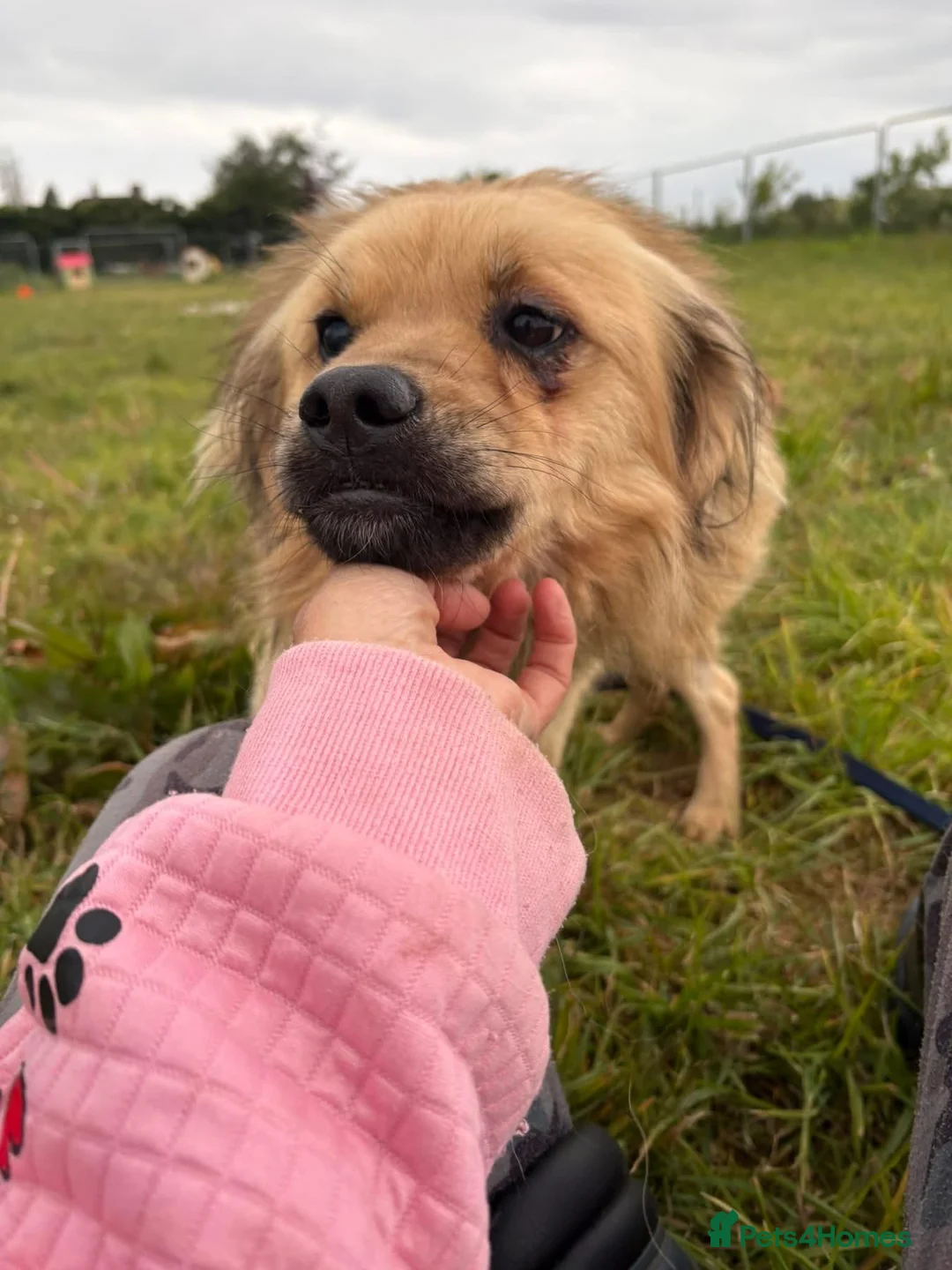 Mixed Breed dogs for adoption: Lol - Norwich Norfolk  - Advert 1