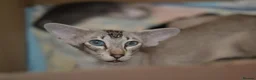 Oriental cats for sale: Tica Oriental kittens for reservation - Advert 18