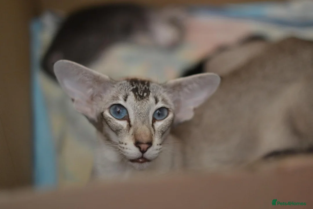 Oriental cats for sale: Tica Oriental kittens for reservation - Advert 18