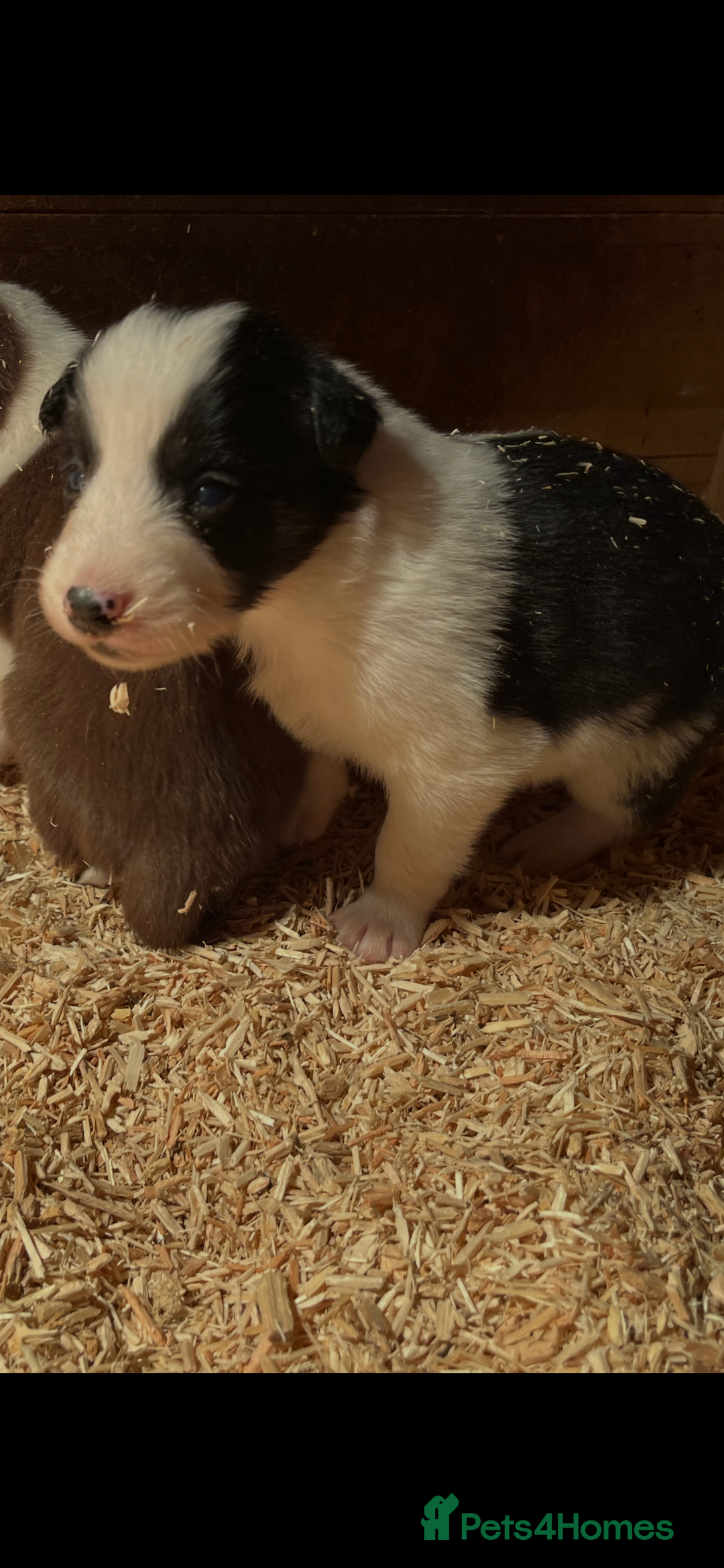 Border Collie dogs for sale: Border collie pups - Advert 3