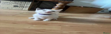 American Shorthair 2
