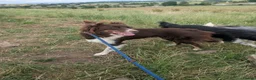 Border Collie dogs for sale: Taylor red and white isds reg pup - Advert 5