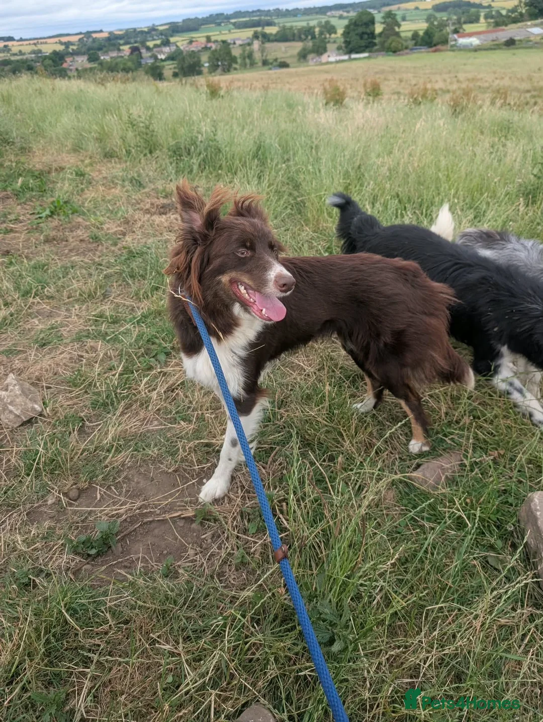 Border Collie dogs for sale: Taylor red and white isds reg pup - Advert 5
