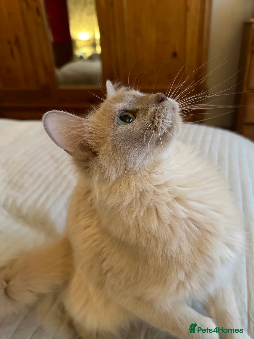 Burmilla cats for sale: GCCF Reg pedigree Asian (Burmilla)  - Advert 2