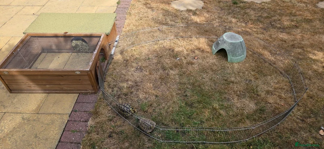 Hermann Tortoise reptiles for sale: Established Pair of Hermanns Tortoises Ruby&George in Derby - Advert 9