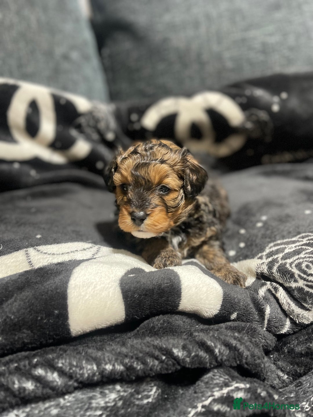Pomapoo dogs for sale: Beautiful Pomapoo boys - Image 9
