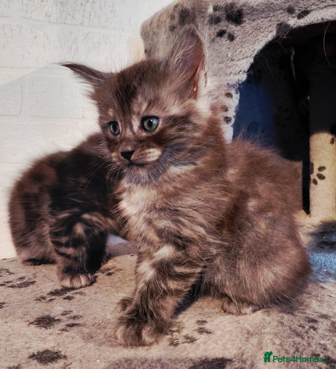Maine Coon cats for sale: Stunnig Maine coon kittens  - Image 15