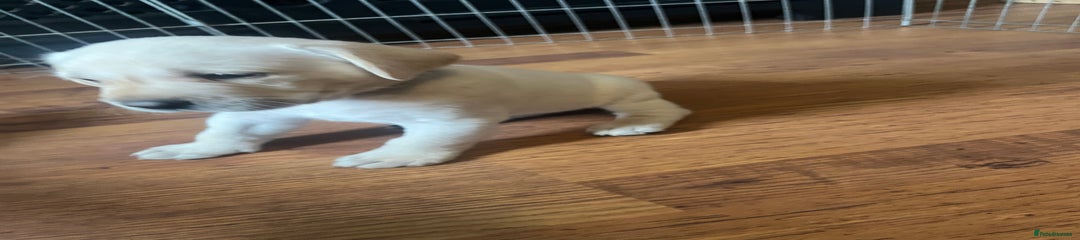 Labrador Retriever Puppy 2