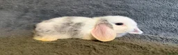 Mini Lop rabbits for sale: Mini lop bunnies  - Advert 9