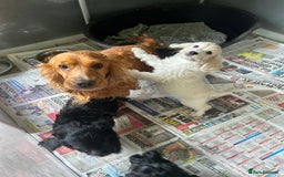 Cockapoo dogs for sale: Stunning cockapoo puppies ready now  - Image 10