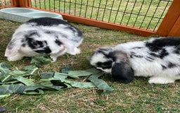 Mini Lop rabbits for sale: Beautiful Mini Lop Babies - Image 7
