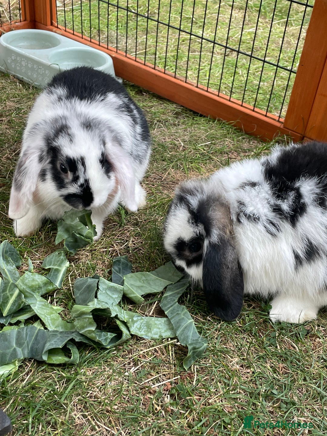 Mini Lop rabbits for sale: Beautiful Mini Lop Babies - Image 7