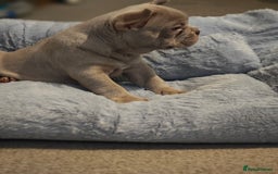 French Bulldog dogs for sale: Adorable Puppies looking for their forever home - Advert 3