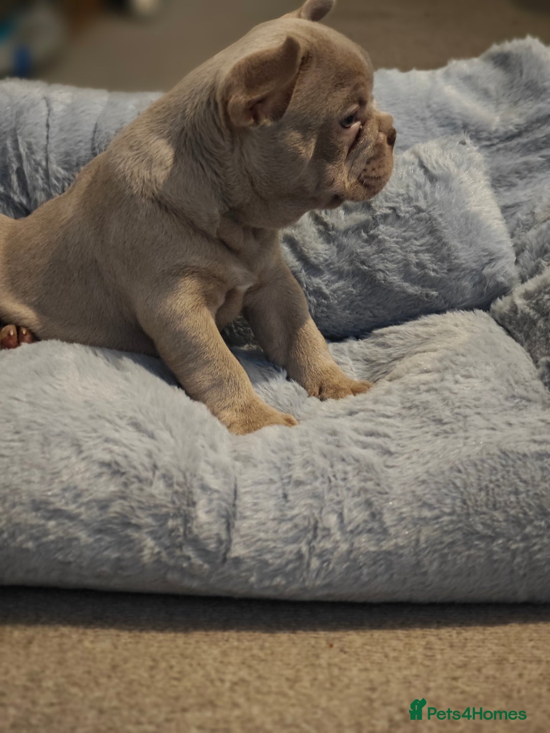 French Bulldog dogs for sale: Adorable Puppies looking for their forever home - Advert 3