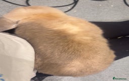 French Lop rabbits for sale: 2 beautiful rabbits for free-ASAP - Image 4