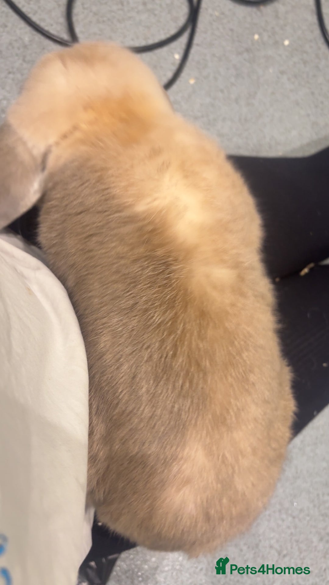 French Lop rabbits for sale: 2 beautiful rabbits for free-ASAP - Image 4