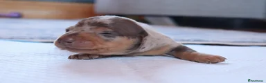 Miniature Dachshund 1