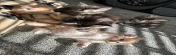 Maine Coon cats for sale: Pure mainecoon kittens DNA health tested parents.  - Advert 37