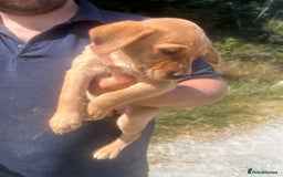 Mixed Breed dogs for sale:  5 LEFT! Kelpie x Lab Puppies - Image 1
