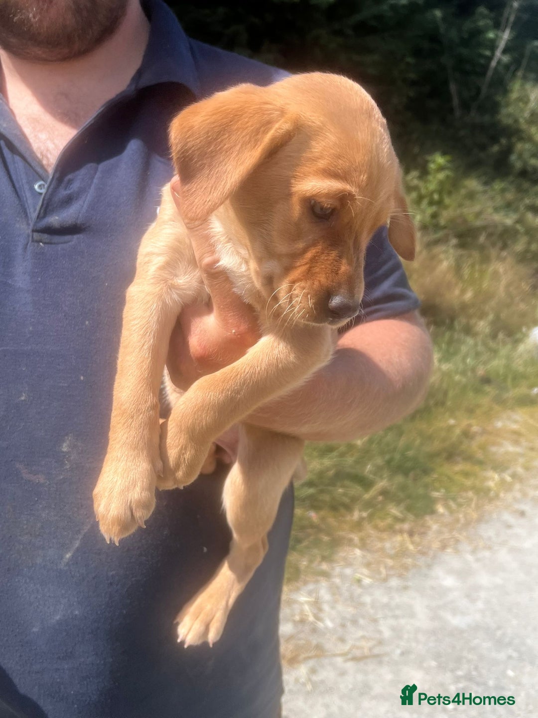 Mixed Breed dogs for sale:  5 LEFT! Kelpie x Lab Puppies - Image 1