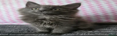 Maine Coon Kitten 6