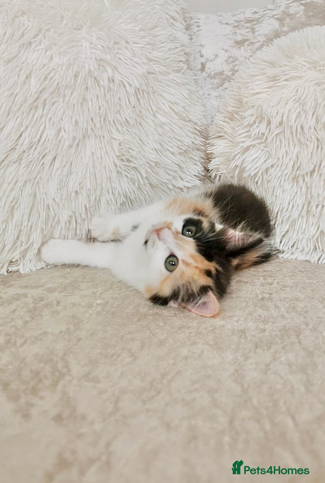 Mixed Breed cats for sale: Ragdoll X Maine Coon Kittens - Image 11