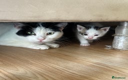 Mixed Breed cats for sale: FREE KITTENS ready 4home💖2 kittens open to offers - Image 5