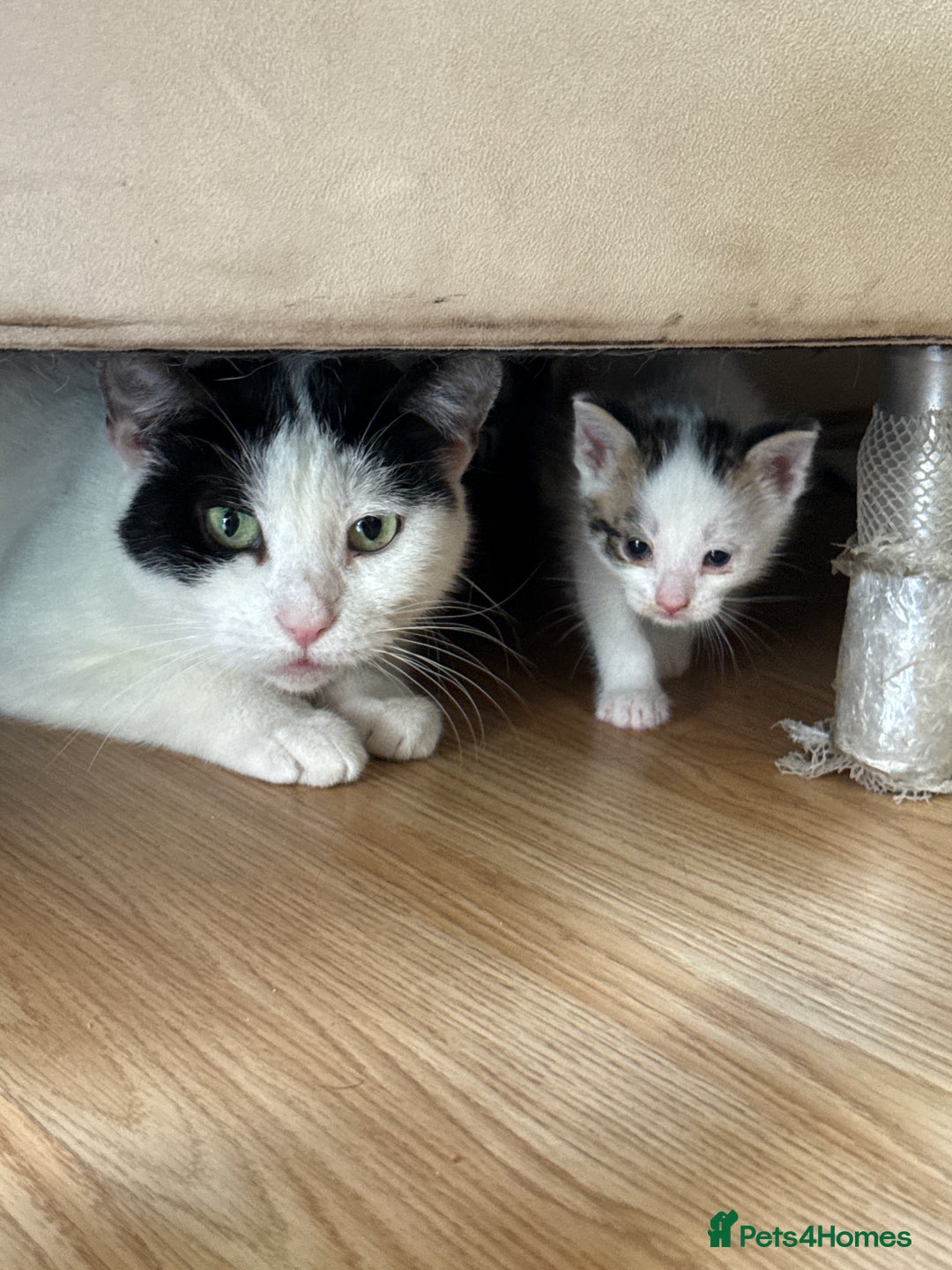 Mixed Breed cats for sale: FREE KITTENS ready 4home💖2 kittens open to offers - Image 5
