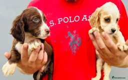 Cocker Spaniel dogs for sale: Beautiful litter of cocker spaniels - Image 10