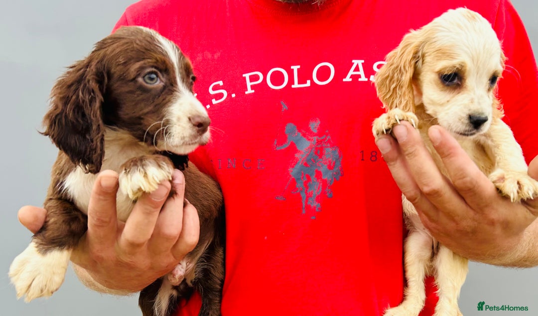 Cocker Spaniel dogs for sale: Beautiful litter of cocker spaniels - Image 10