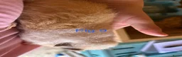 Guinea Pig rodents for sale: Guinea pig babies  in Yeovil - Advert 17