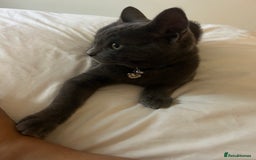British Shorthair cats for sale: British  shorthair  - Image 2