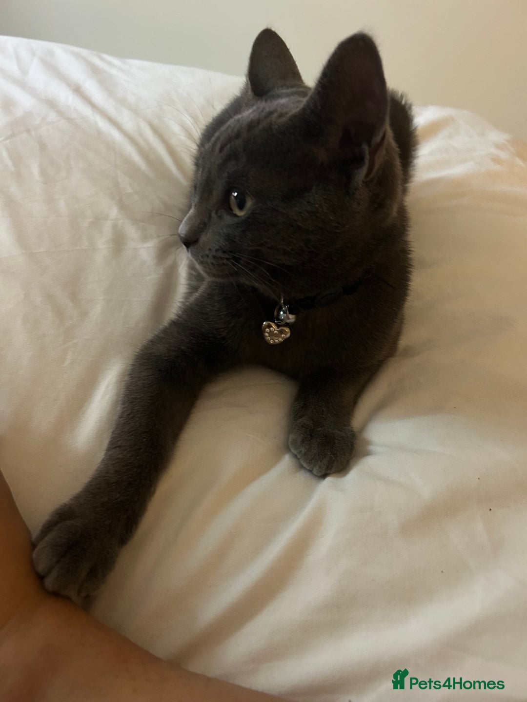 British Shorthair cats for sale: British  shorthair  - Image 2