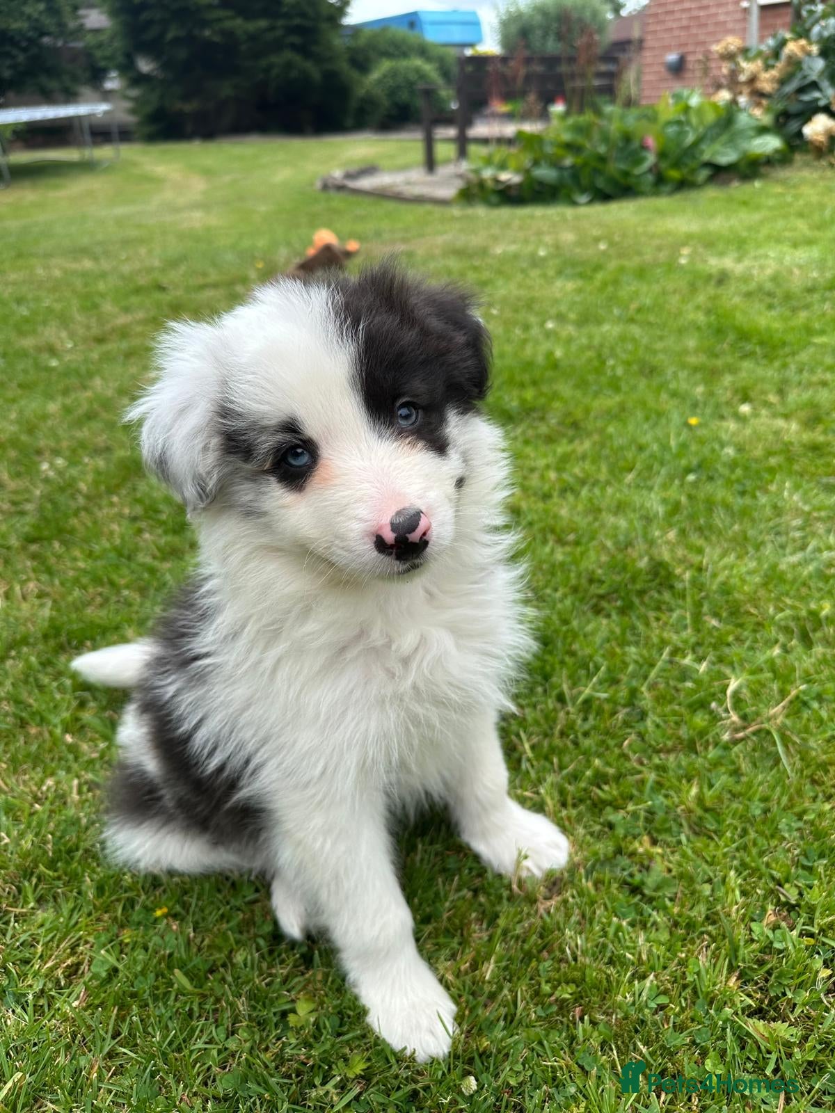 Border Collie dogs Stunning border collie pups  - Advert 1