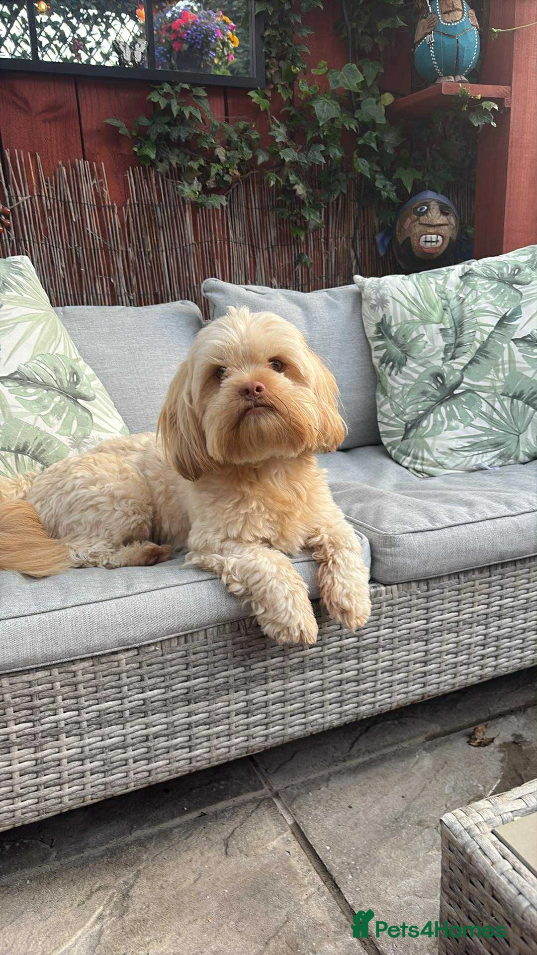 Shih Tzu dogs for stud: Shitzu cross available for stud - Advert 5