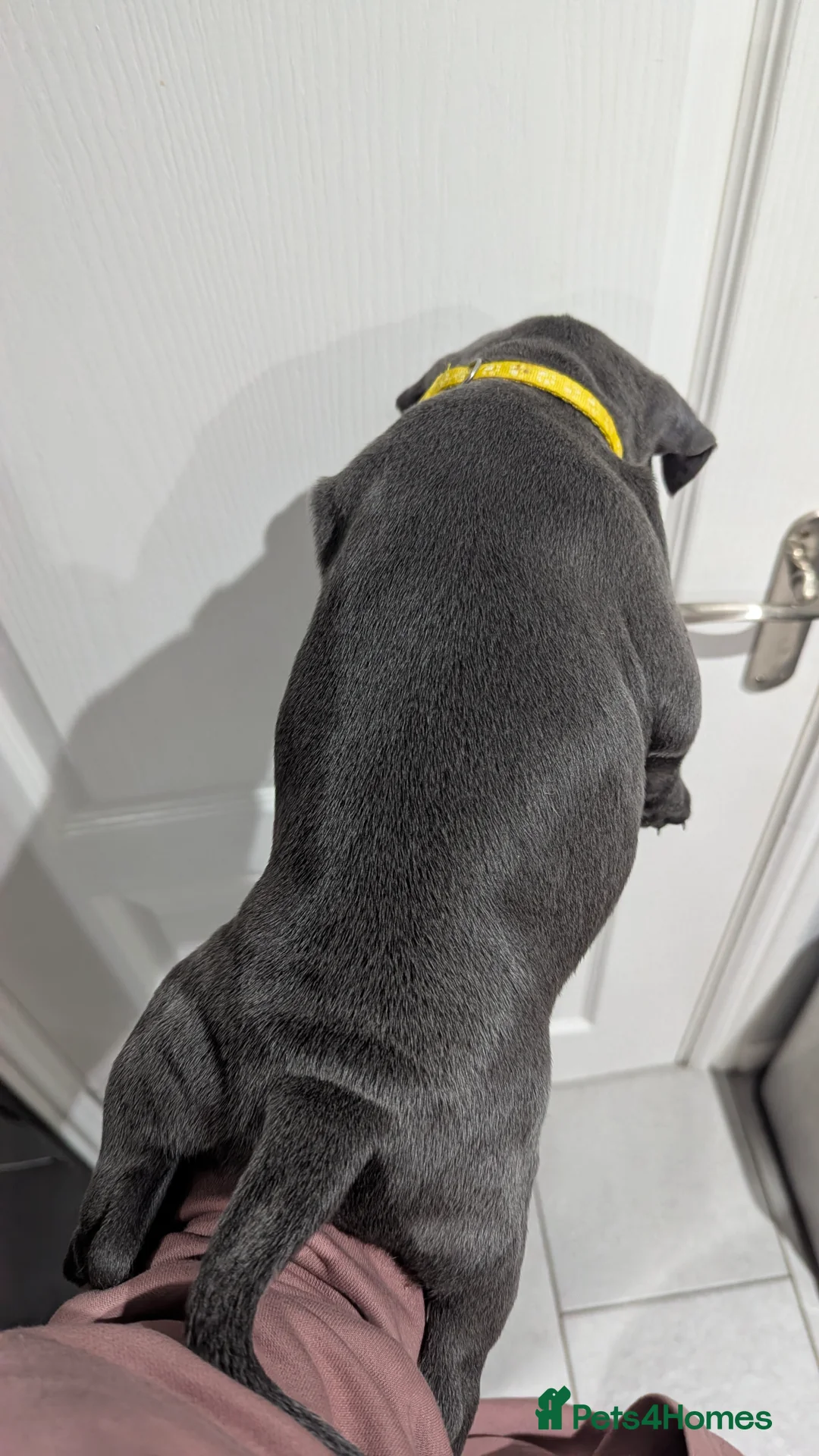 Staffordshire Bull Terrier dogs for sale: Beautiful KC reg Staffordshire bull terriers - Advert 5