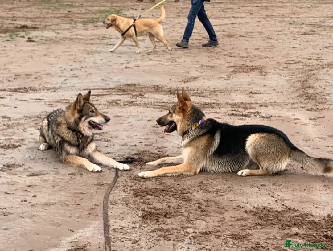 German Shepherd dogs for stud: Spectacular GSD wolfdog *for Stud only* in Dursley - Advert 39